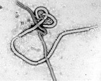 Hong Kong makes Ebola 'contingency' measures