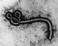 Uganda Ebola epidemic claims four more lives