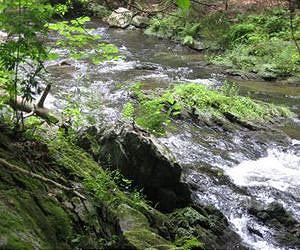Risks and rewards of quantifying nature's 'ecosystem services'