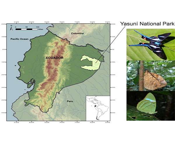 Park rangers use butterflies to take planet's pulse in a biodiversity hotspot