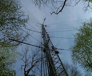 Nearly Seven million birds die each year at communication towers