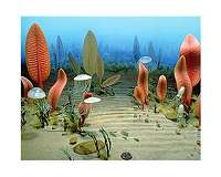 Garden of the Ediacaran was more dynamic than previously thought, study suggests