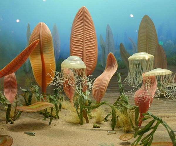 First animals developed complex ecosystems before the Cambrian explosion