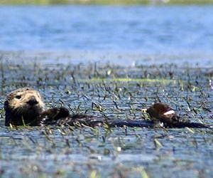 Sea otters promote recovery of seagrass beds