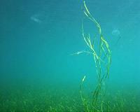 Land plant became key marine species