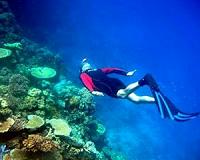 Great Barrier Reef corals eat plastic