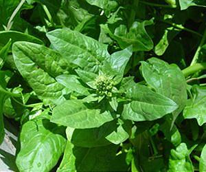 Key part of plants' rapid response system revealed