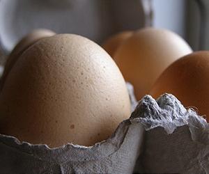 Germany moves to head off more dioxin food scares