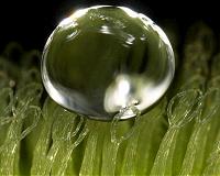 Nanofur for oil spill cleanup