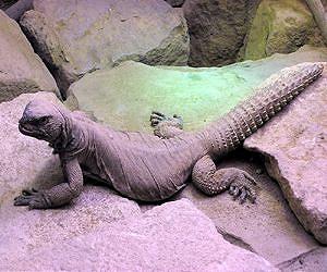 400 plants and animals added to 'threatened' list