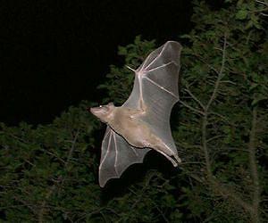 Bat brains parse sounds for multitasking