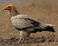 Half of Africa's vultures flying towards extinction: conservationists