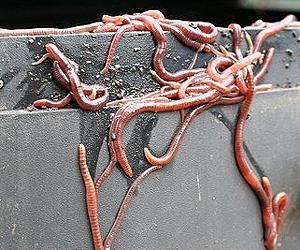 Worms among first animals to surface after K-T boundary extinction event