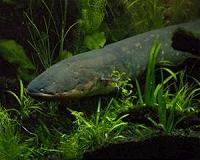 Sequencing electric eel genome unlocks shocking secrets