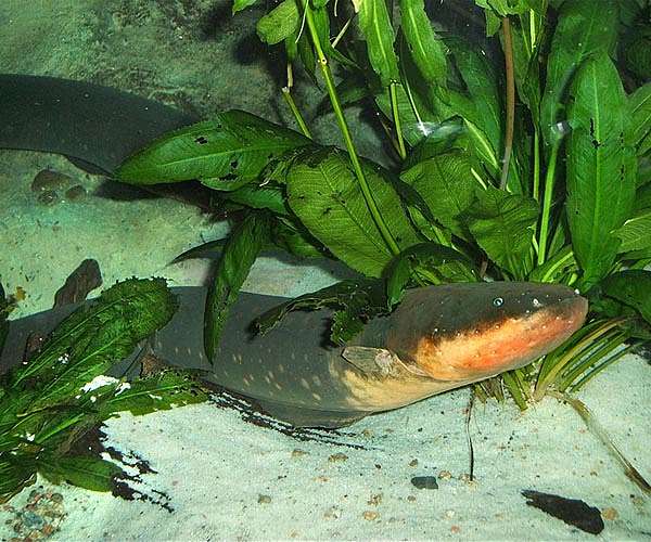 Electric eels inspired the first battery two centuries ago