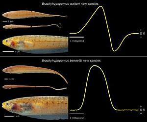 AC or DC 2 newly described electric fish from the Amazon are wired differently