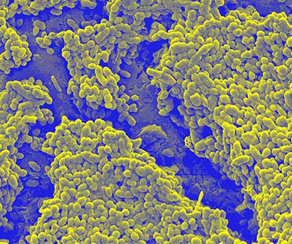 Sludge-powered bacteria generate more electricity, faster