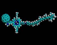 International Team Of Researchers Explain How Birds Navigate