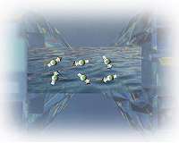 Scientists use pressure to make liquid magnetism breakthrough