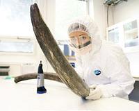 Early humans used mammoth ivory tool to make rope