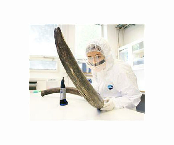Scientists in Israel dig up large tusk that came from extinct elephant species