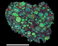 Planetary building blocks evolved from porous to hard objects