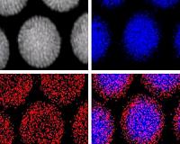 Nanoparticles get a magnetic handle