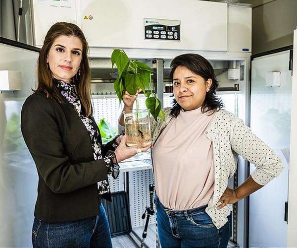 Storing energy in plants with electronic roots