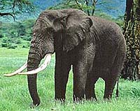 Ivory auctions raise 15,4-million for elephant conservation: CITES