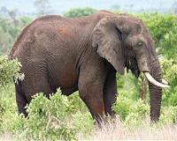 WWF raises alarm over Mozambique elephant killings