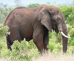 Elephant put down after attacking tourists in S.Africa