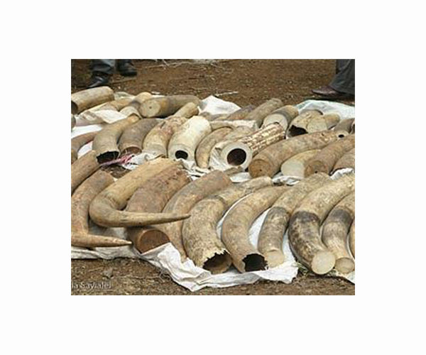 Zimbabwe seeks EU backing to sell $600-mln worth of ivory