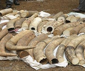 Thai cop arrested with 20 elephant tusks