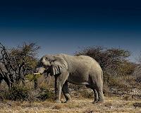 Elephants hide by day, forage at night to evade poachers