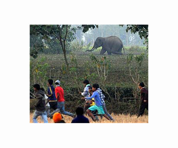 Jumbo journey as Indian elephant set to return home