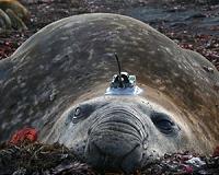 Seals help scientists probe remote seas