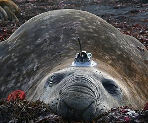 Elephant Seals Send Scientific Data Via Satellite Transmitter