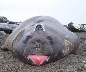 Elephant seals help uncover slower-than-expected Antarctic melting
