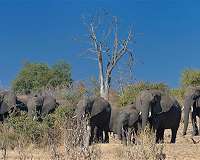 Elephants divide meeting aimed at saving species