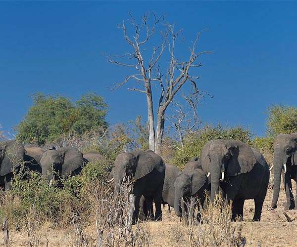 Heavy sleepers: elephants on epic trek take nap