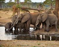 Royal couple feed baby rhinos, elephants on India safari