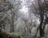 Amount of carbon stored in forests reduced as climate warms
