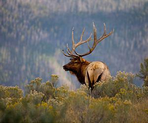 Dramatic Links Found Between Climate Change, Elk, Plants, and Birds