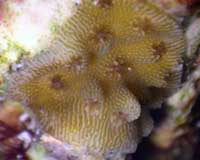 Research In Puerto Rico On Corals And Global Warming