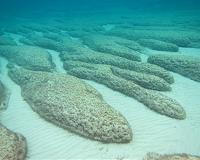 Bacteria could aid search for creatures on other planets