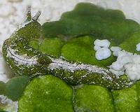 Sea slug exhibits same foraging abilities as terrestrial insects