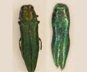 Decoys could blunt spread of ash-killing beetles