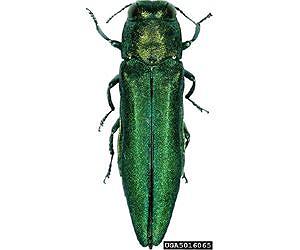 Developing biocontrols to contain a voracious pest
