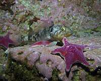 Coping with climate stress in Antarctica