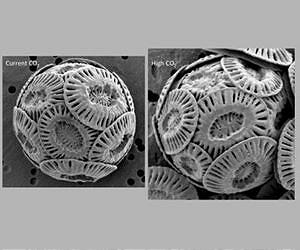 Marine algae show resilience to carbon dioxide emissions